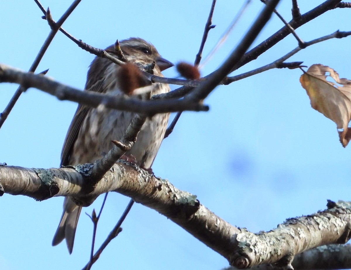 Purple Finch - ML643669408