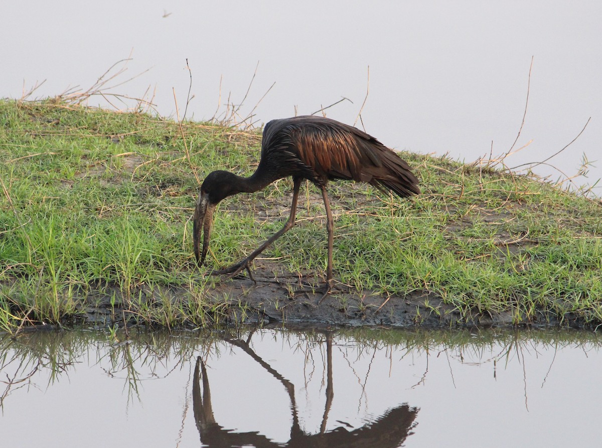 African Openbill - ML643669411