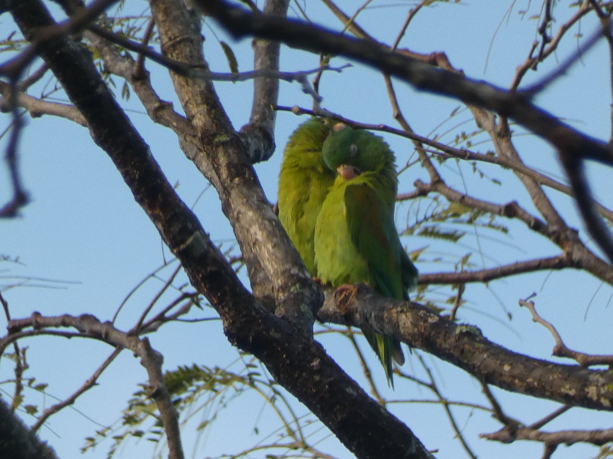 Orange-chinned Parakeet - ML643669412