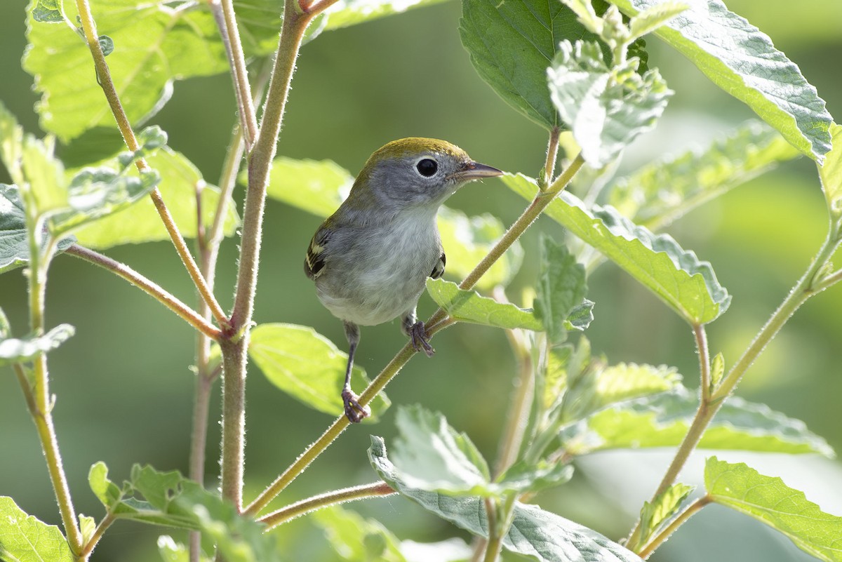 Chestnut-sided Warbler - ML643669415