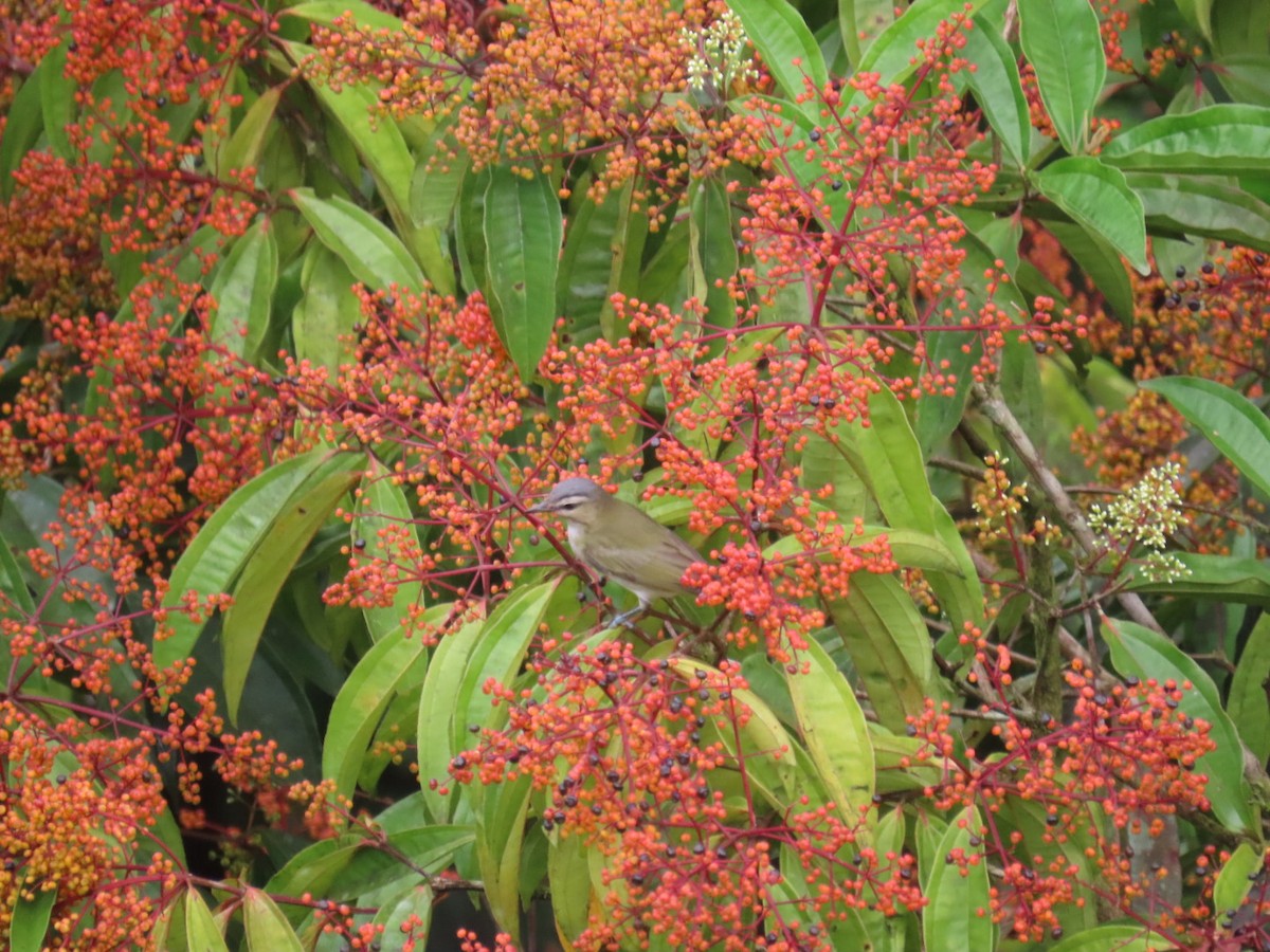 Vireo begigorria - ML643669432