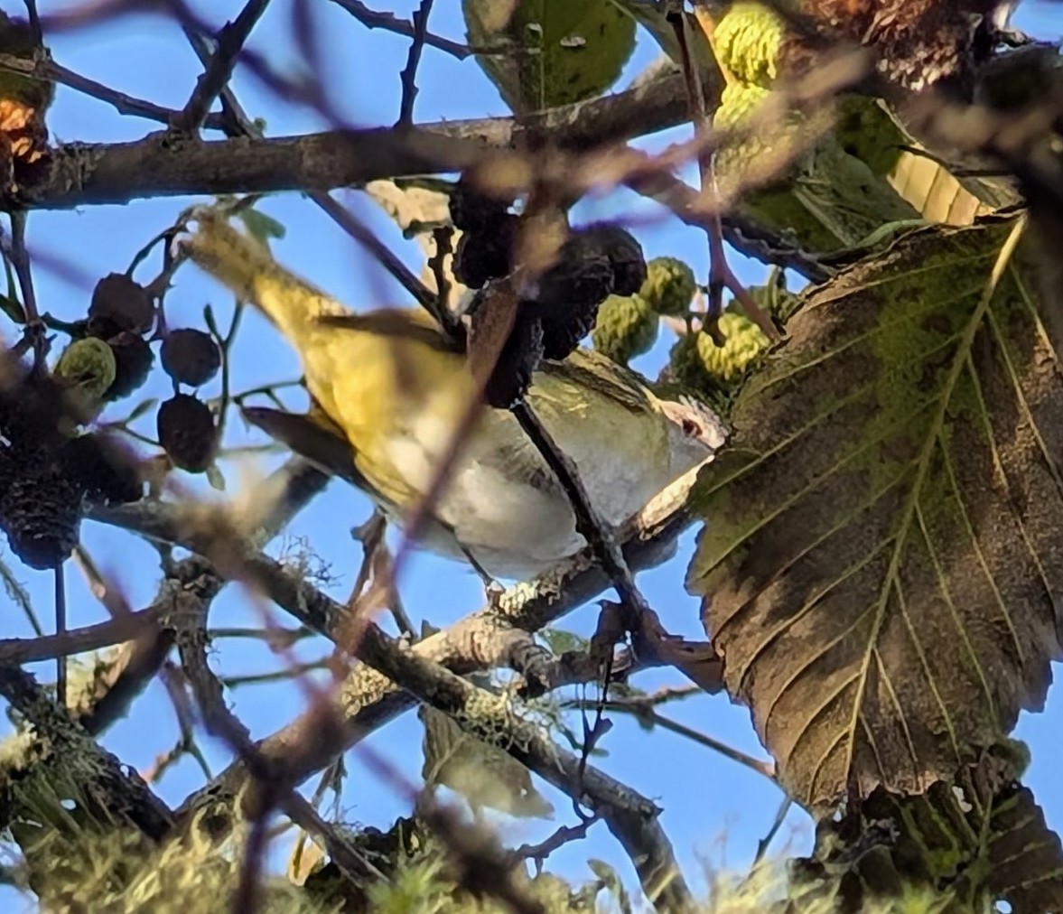 Yellow-green Vireo - ML643669435