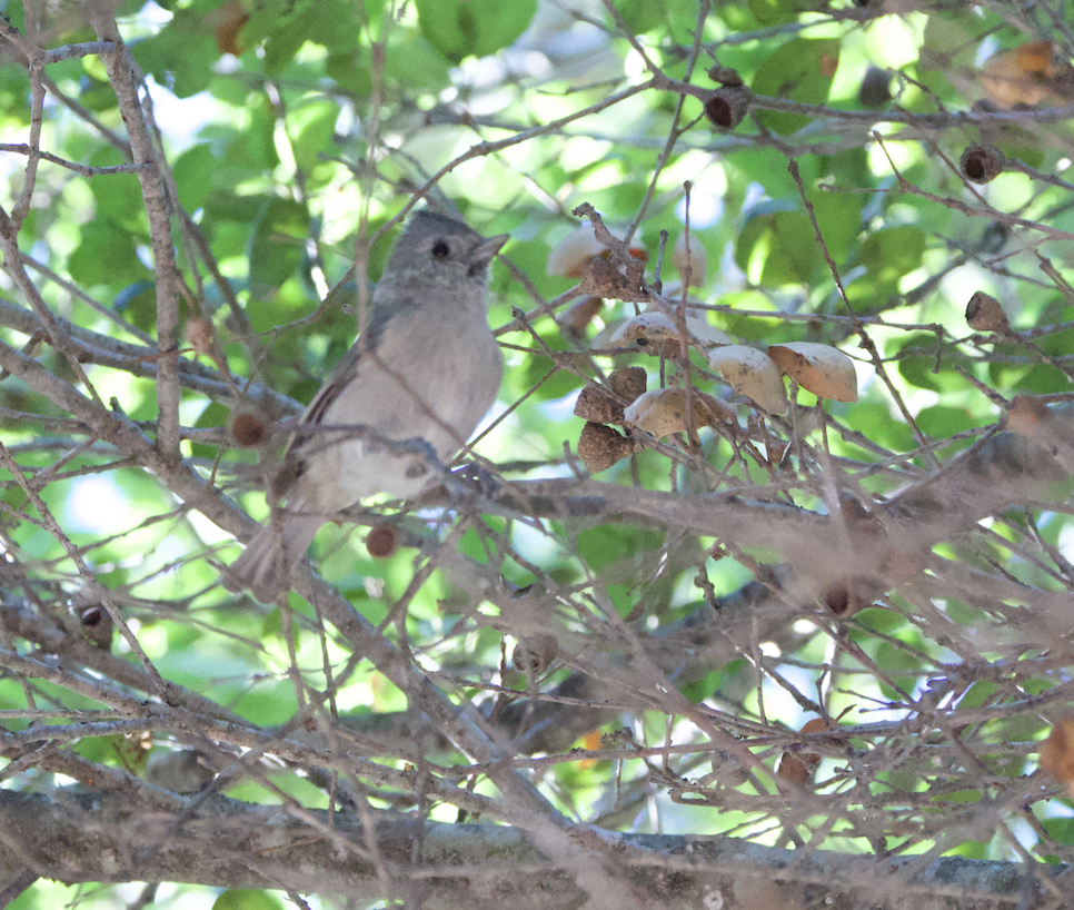 Oak Titmouse - ML643669446