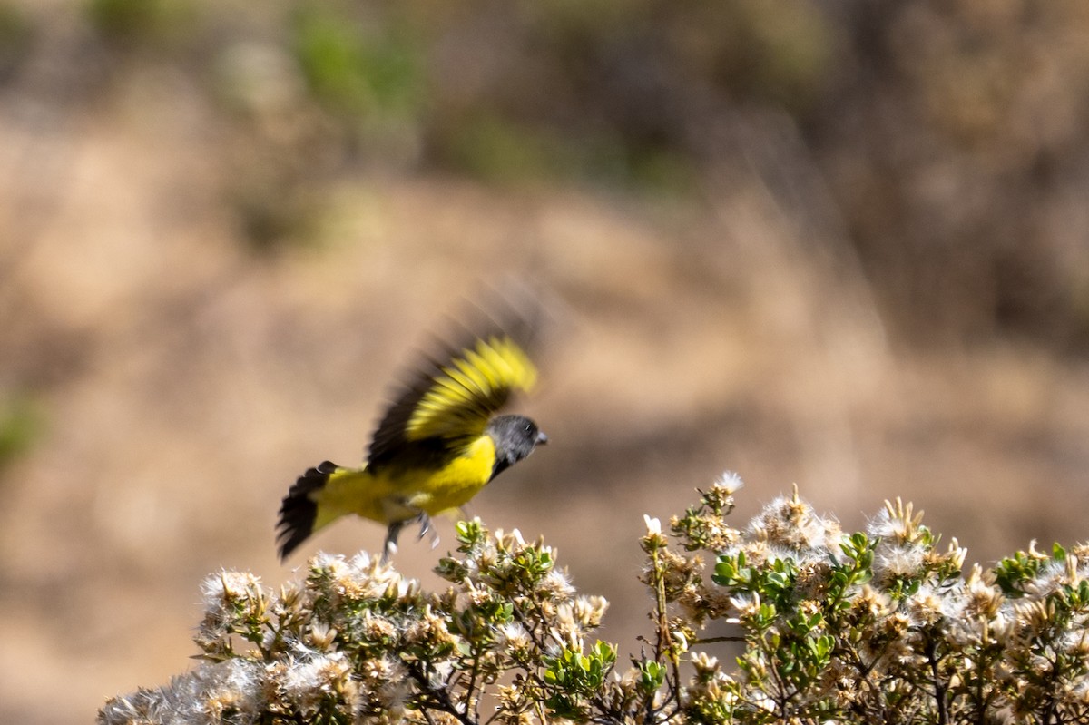 čížek západní - ML643669449