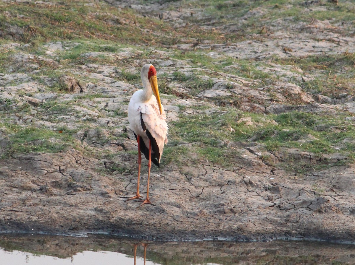 Yellow-billed Stork - ML643669450