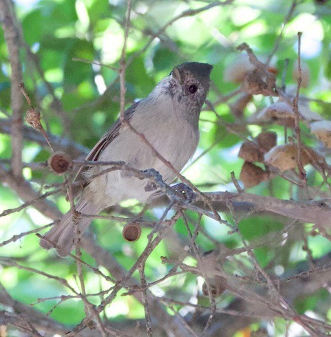 Oak Titmouse - ML643669453