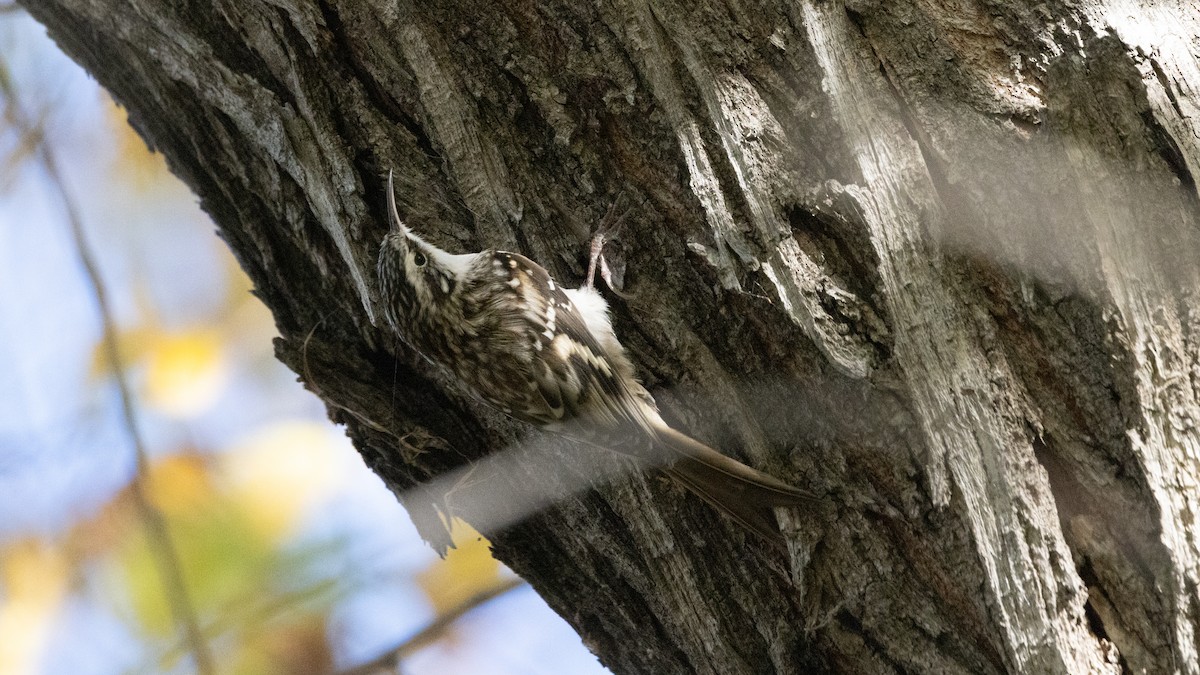 Brown Creeper - ML643669456