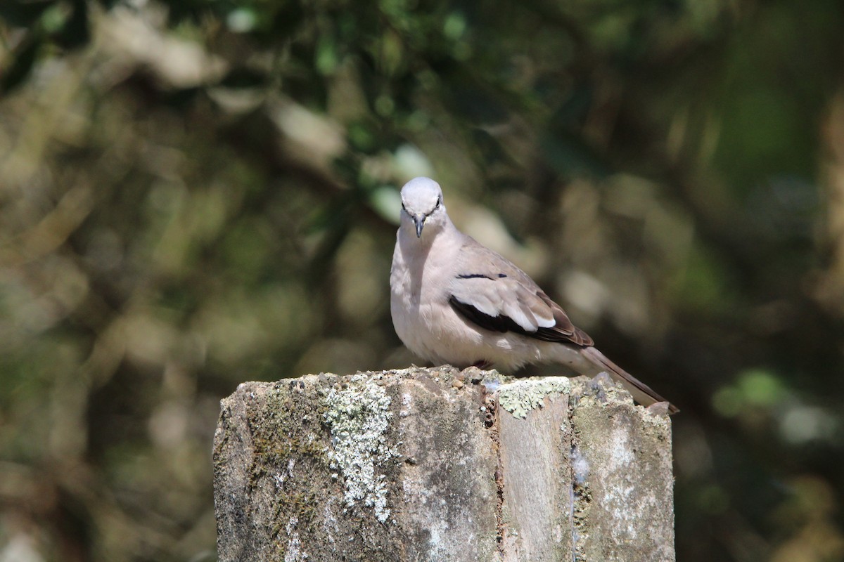 Picui Ground Dove - ML643669474