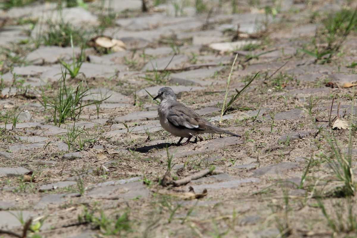 Picui Ground Dove - ML643669475