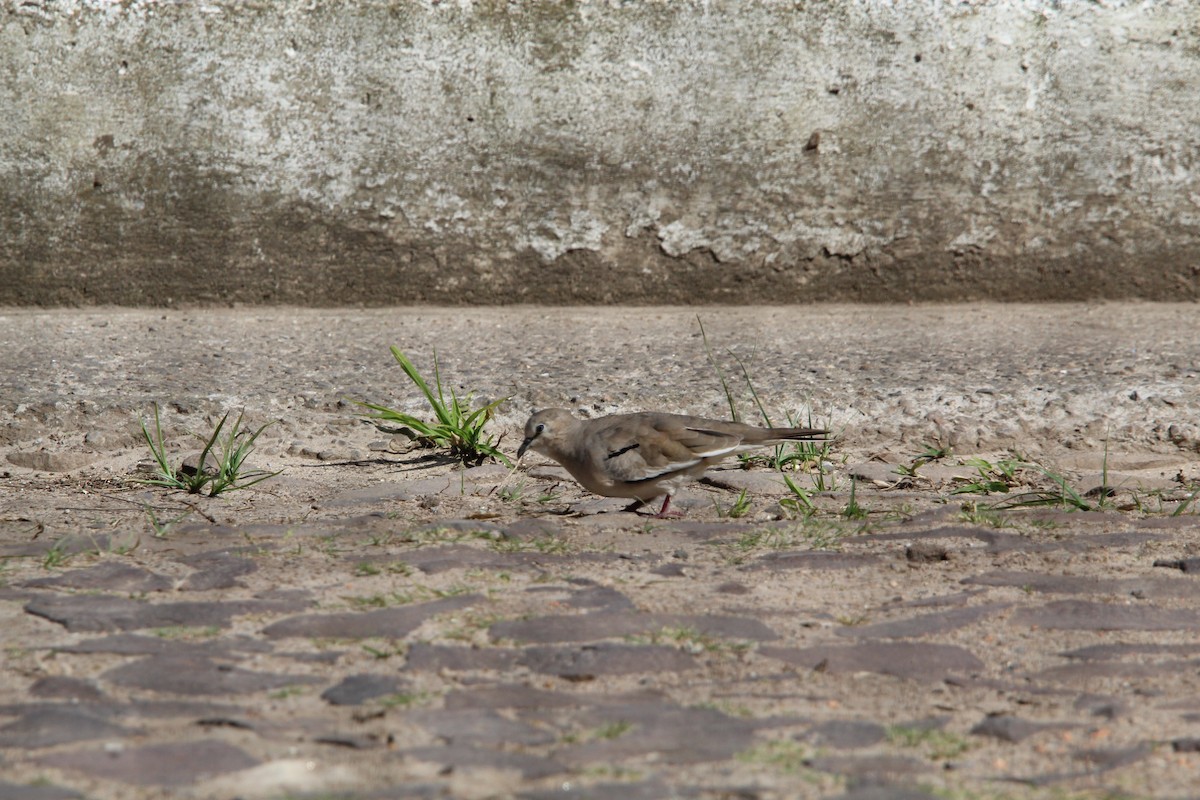 Picui Ground Dove - ML643669476