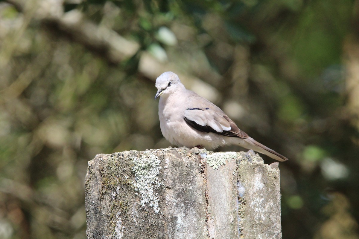 Picui Ground Dove - ML643669477