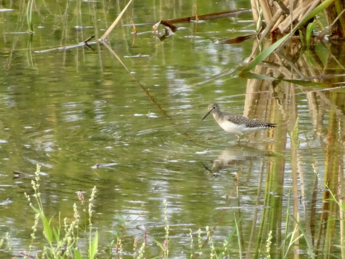 Solitary Sandpiper - ML643669511