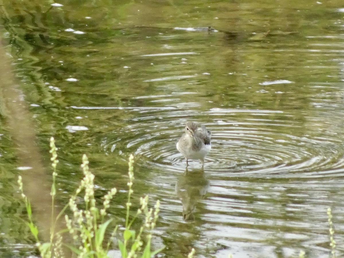Solitary Sandpiper - ML643669512