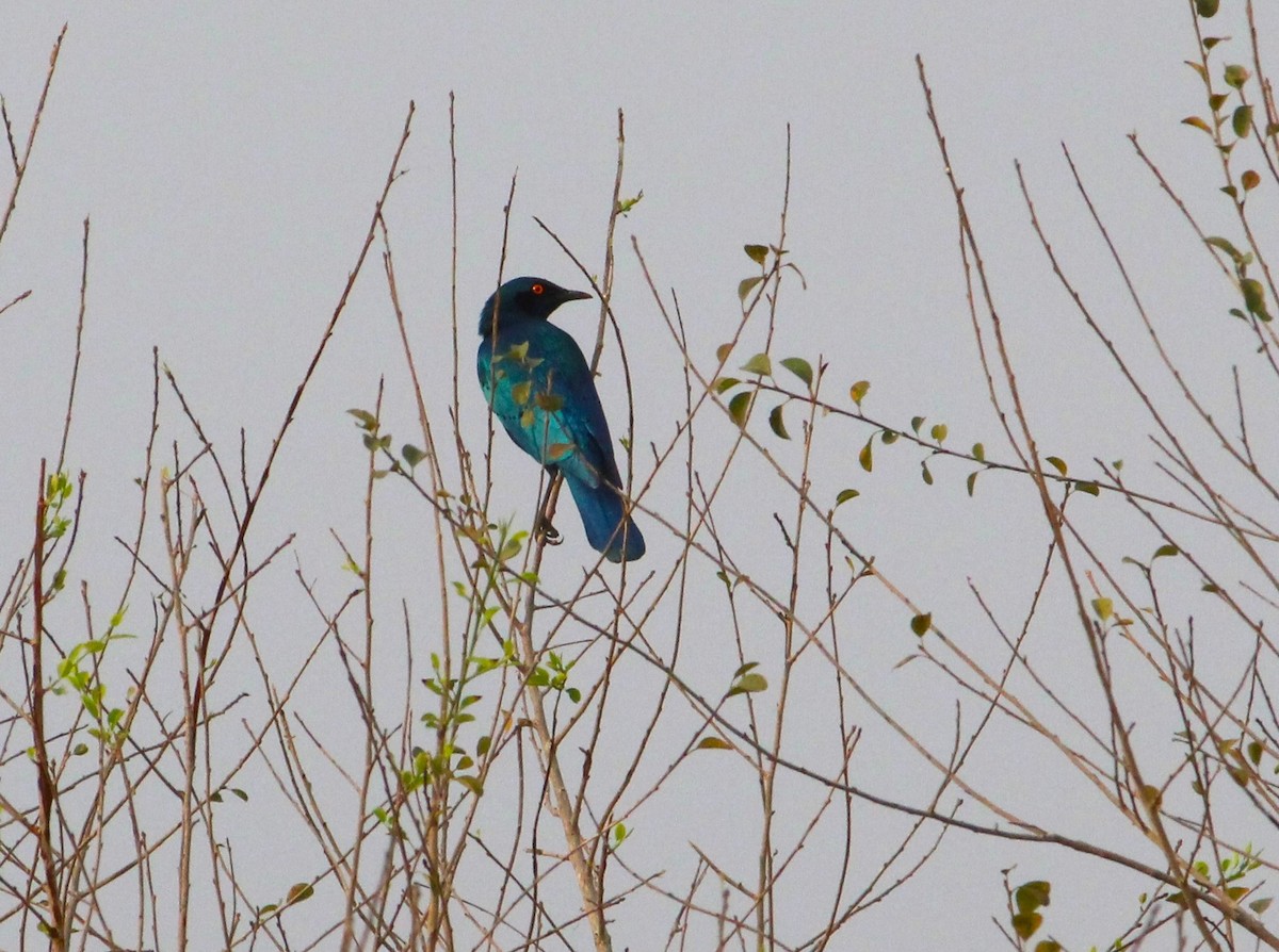Greater Blue-eared Starling - ML643669531