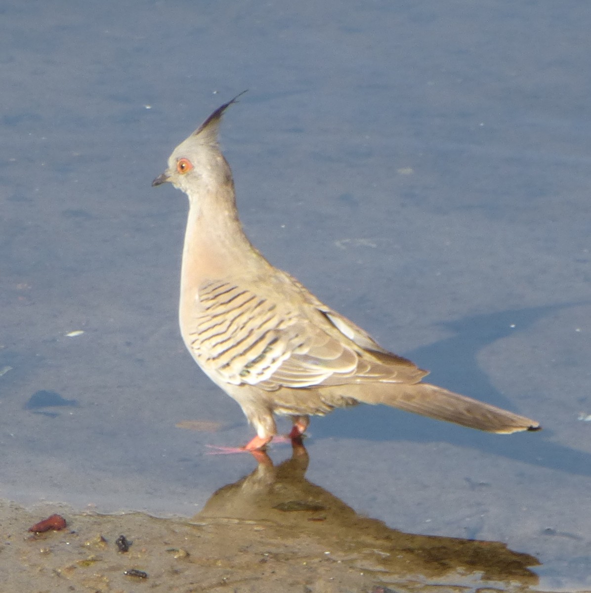 Crested Pigeon - ML643669551