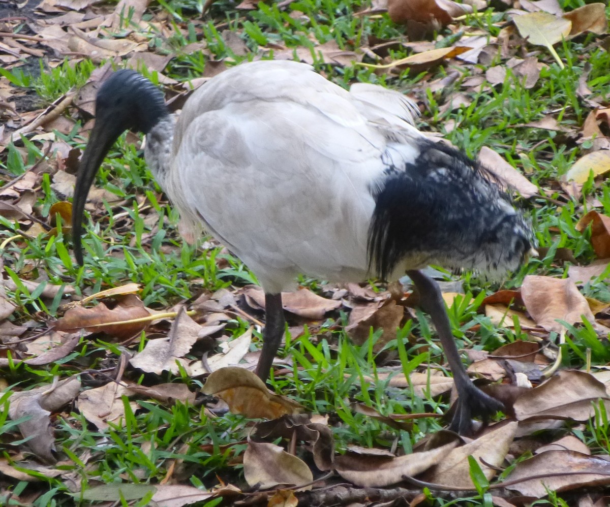 Australian Ibis - ML643669563