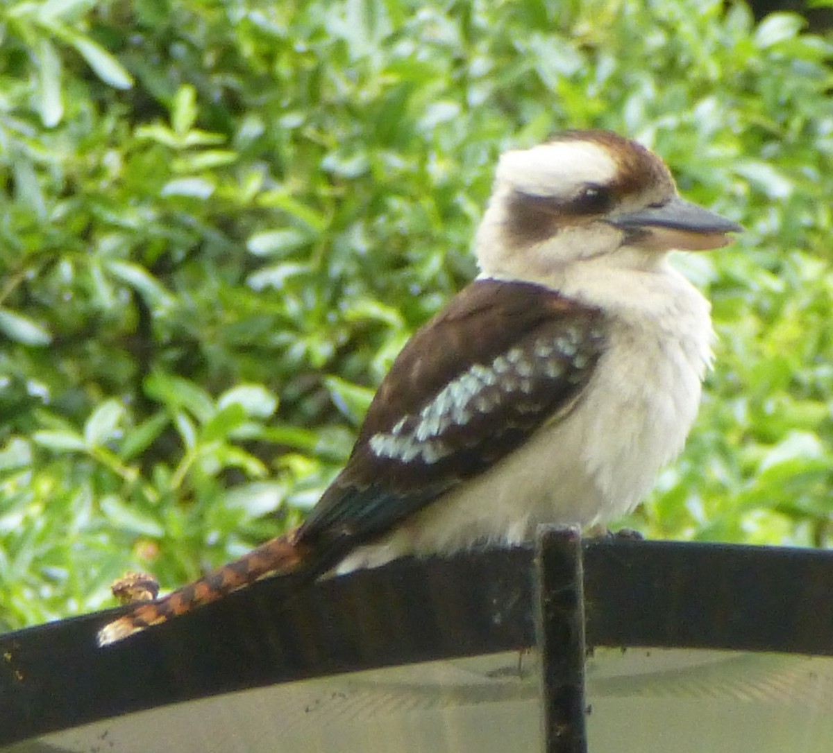 Laughing Kookaburra - ML643669574