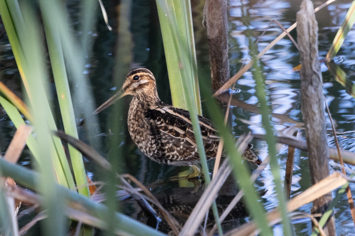 Wilson's Snipe - ML643669581