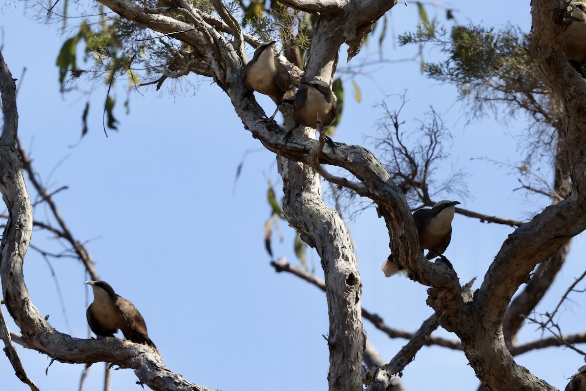 Gray-crowned Babbler - ML643669582