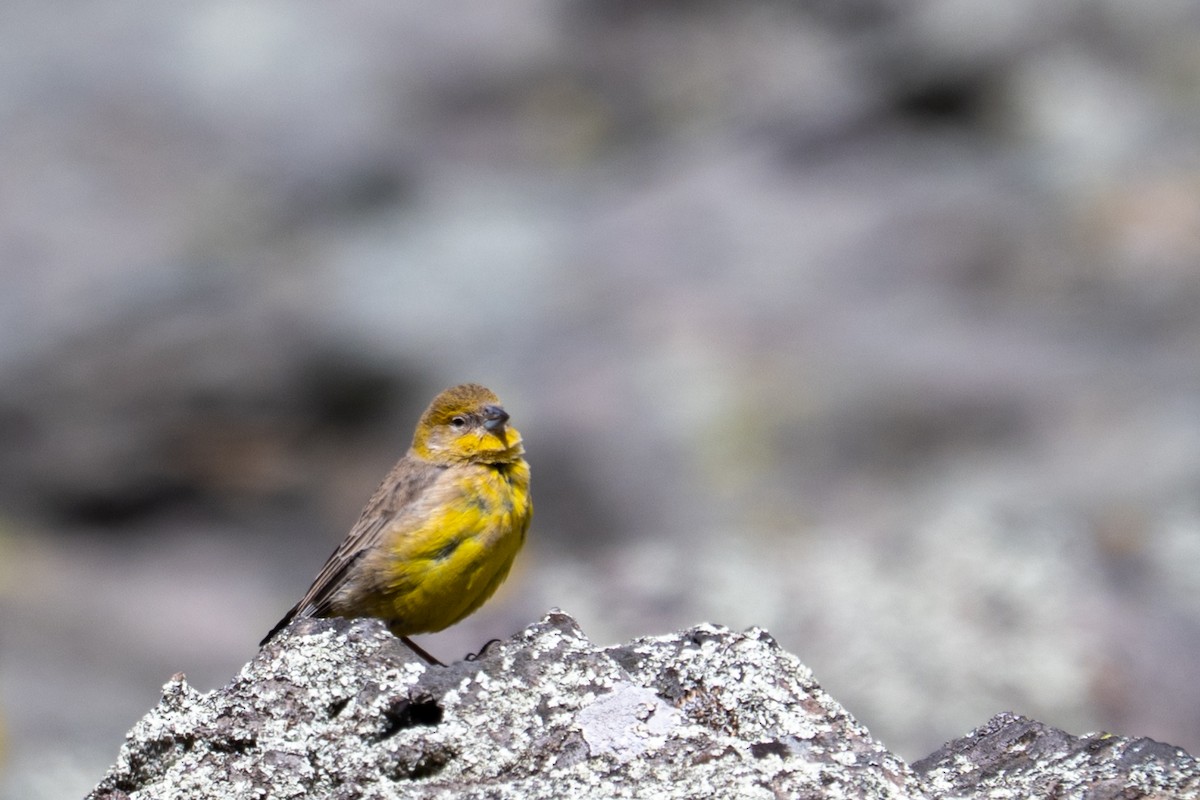 Bright-rumped Yellow-Finch - ML643669588
