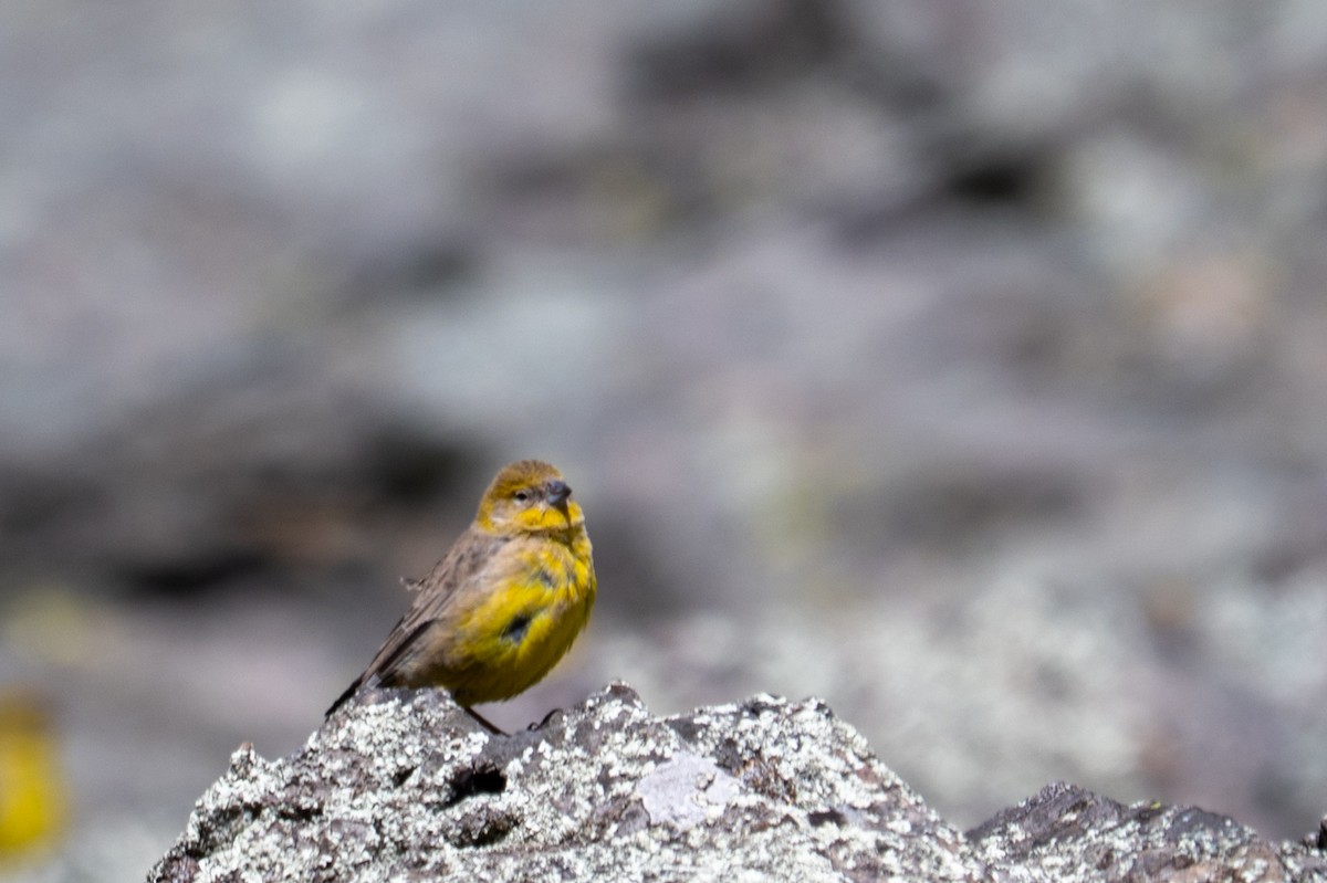 Bright-rumped Yellow-Finch - ML643669589