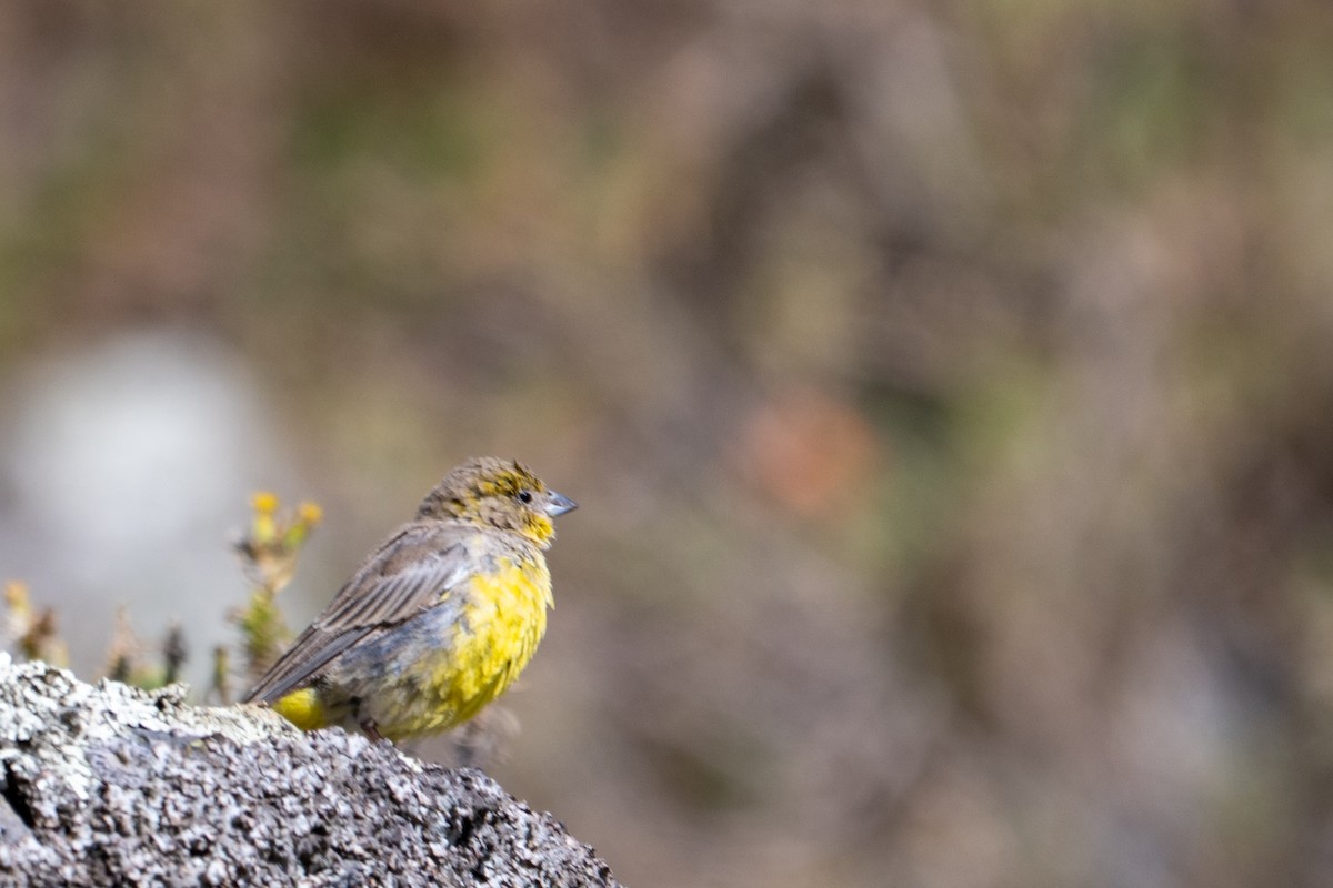 Bright-rumped Yellow-Finch - ML643669590