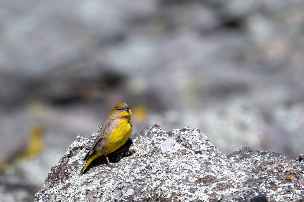 Bright-rumped Yellow-Finch - ML643669591