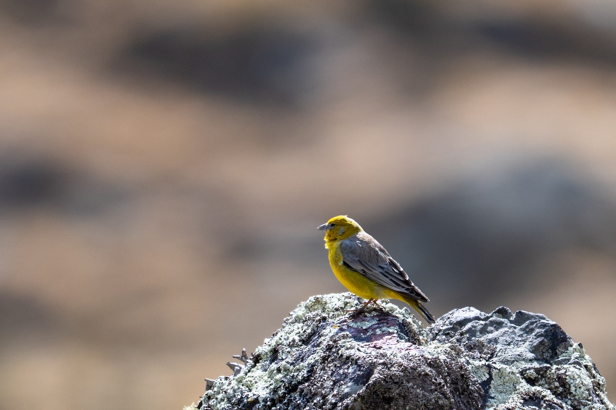 Bright-rumped Yellow-Finch - ML643669592