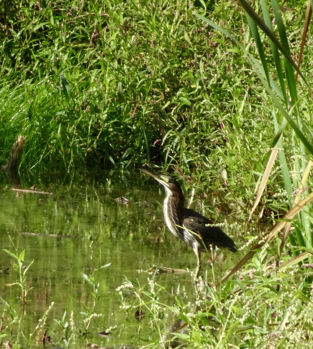 Green Heron - ML643669593