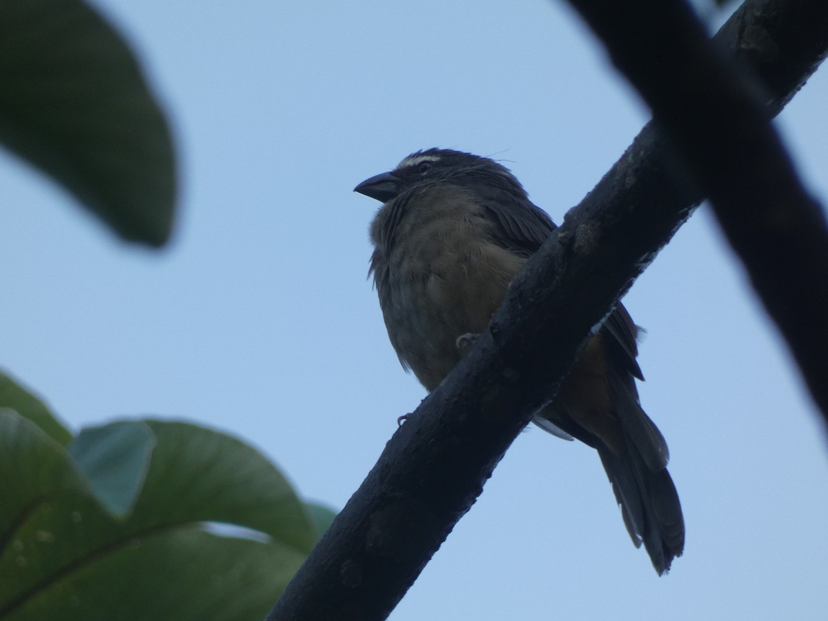 Cinnamon-bellied Saltator - ML643669596