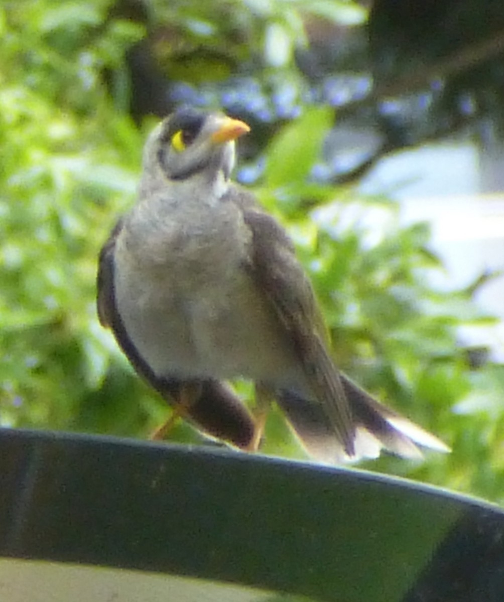 Noisy Miner - ML643669598