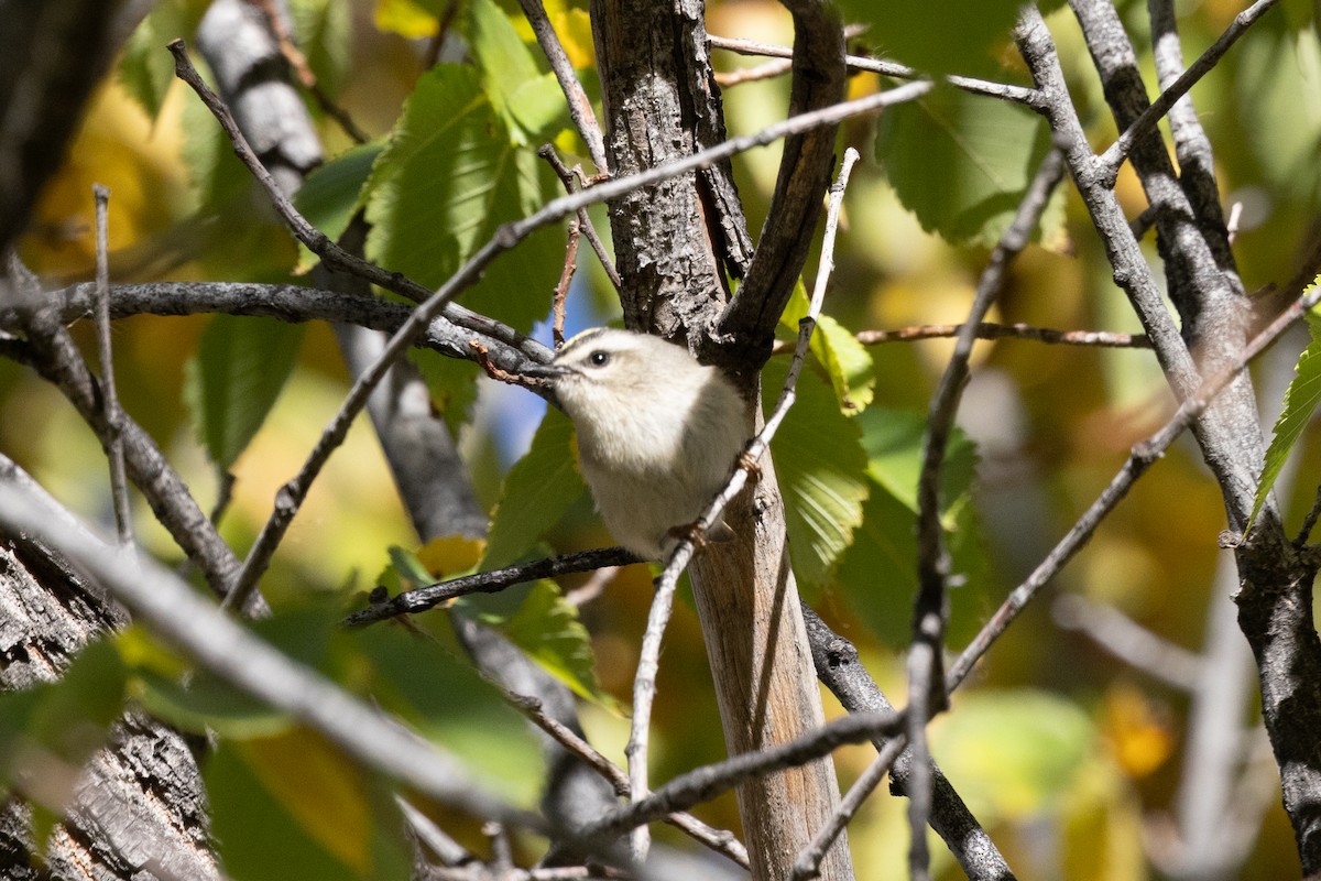 Golden-crowned Kinglet - ML643669622