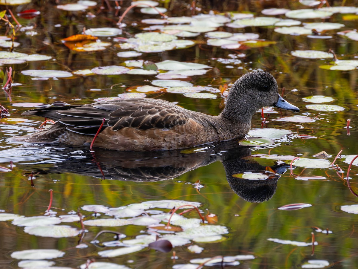 American Wigeon - ML643669626