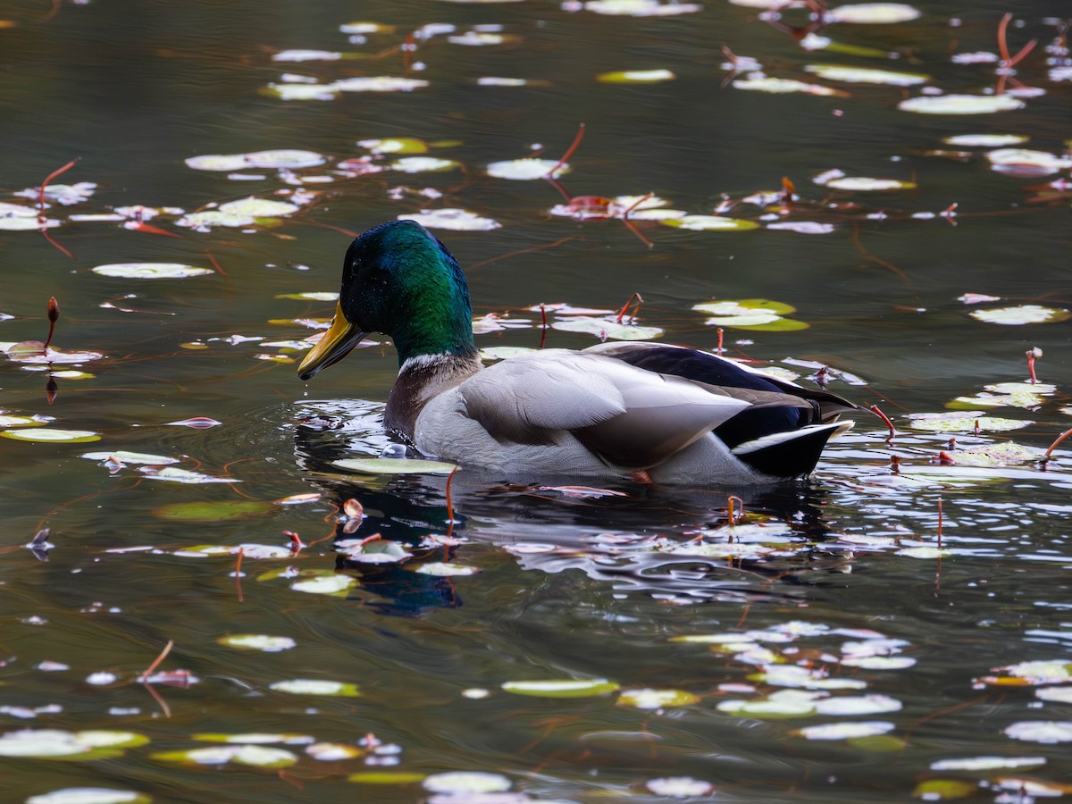 Mallard - ML643669633