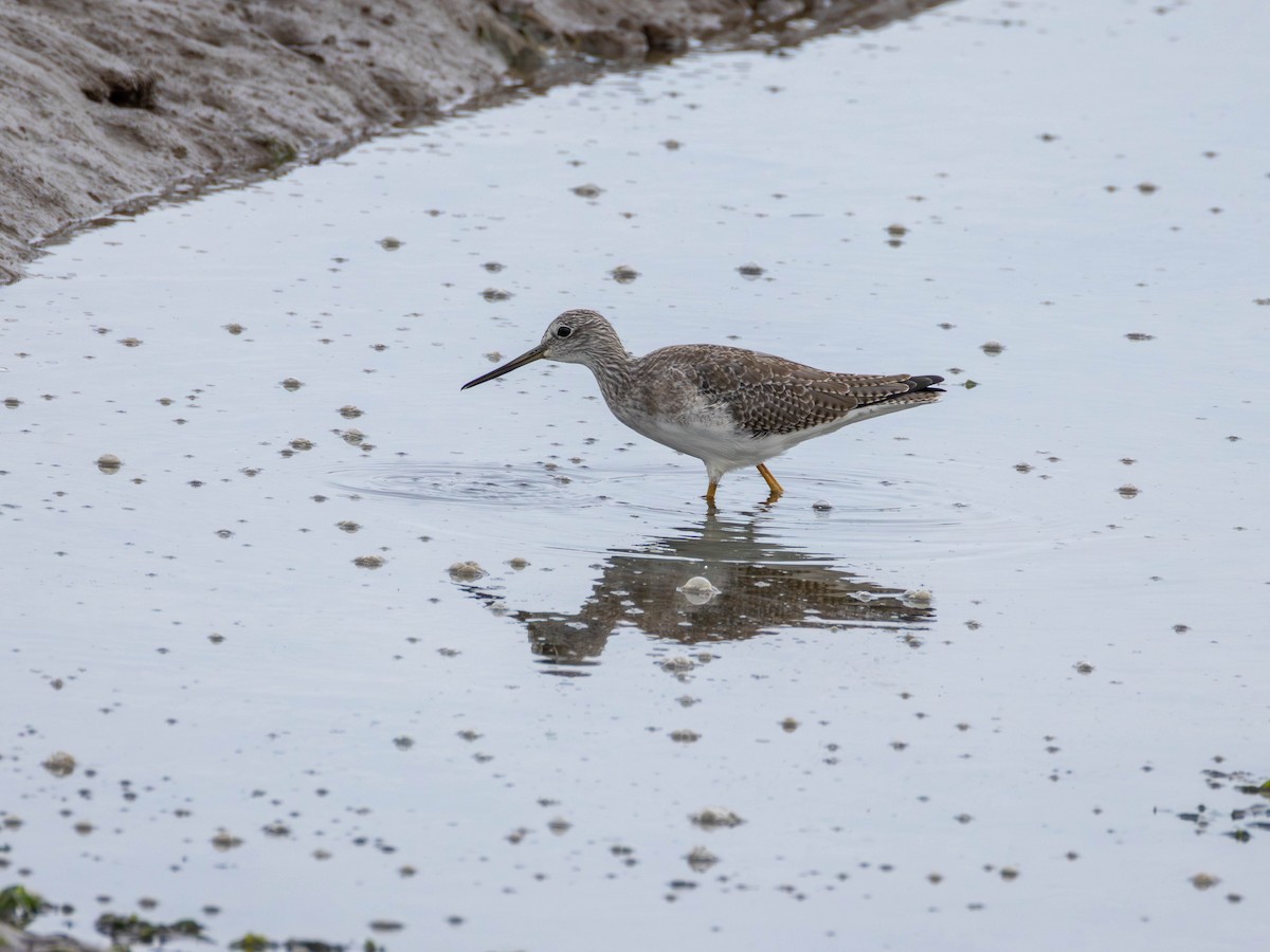 Greater Yellowlegs - ML643669641