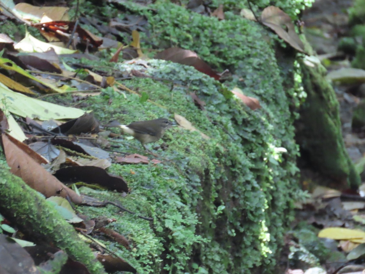 Buff-rumped Warbler - ML643669644