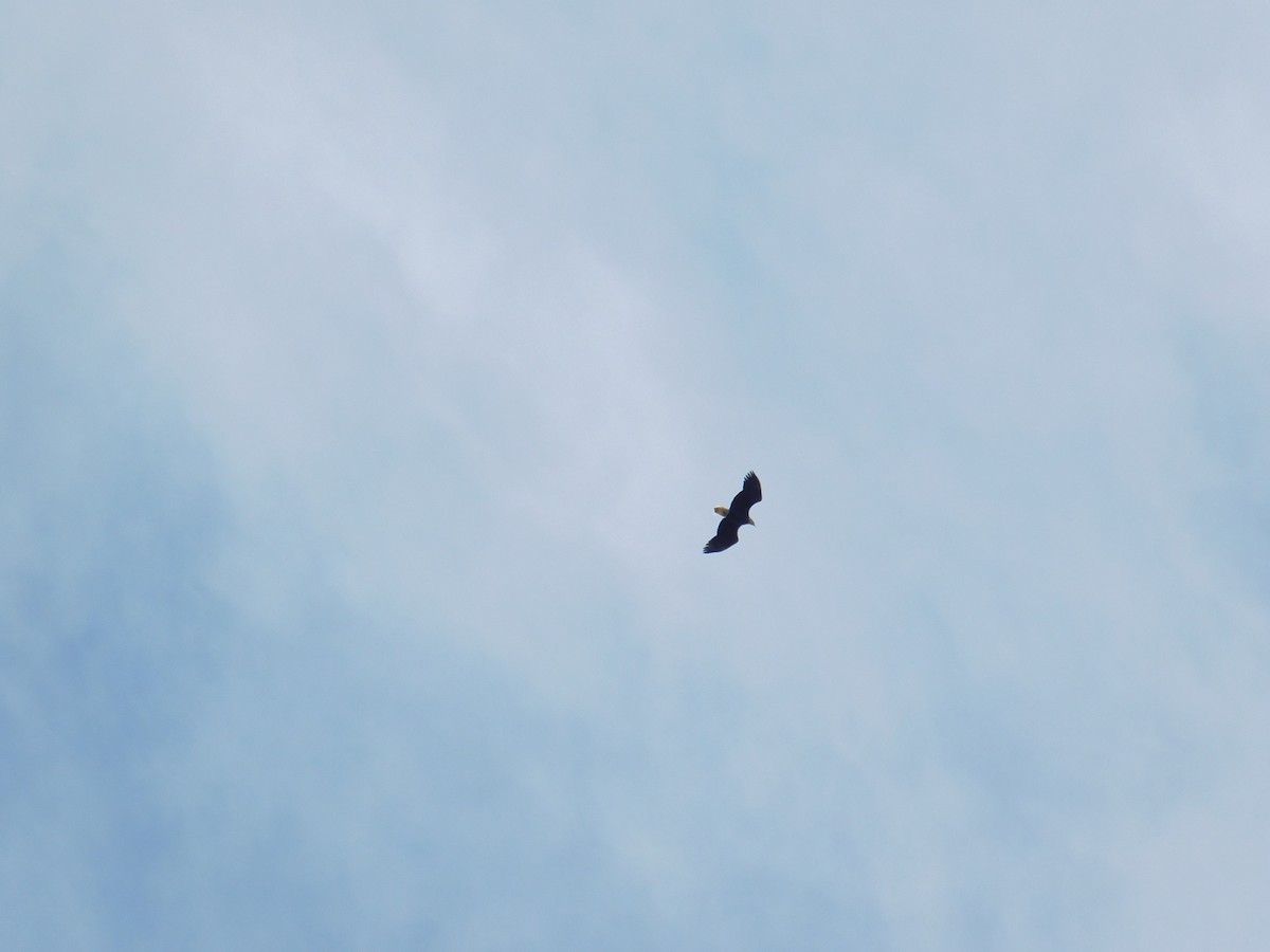 Bald Eagle - Jack Jerrild