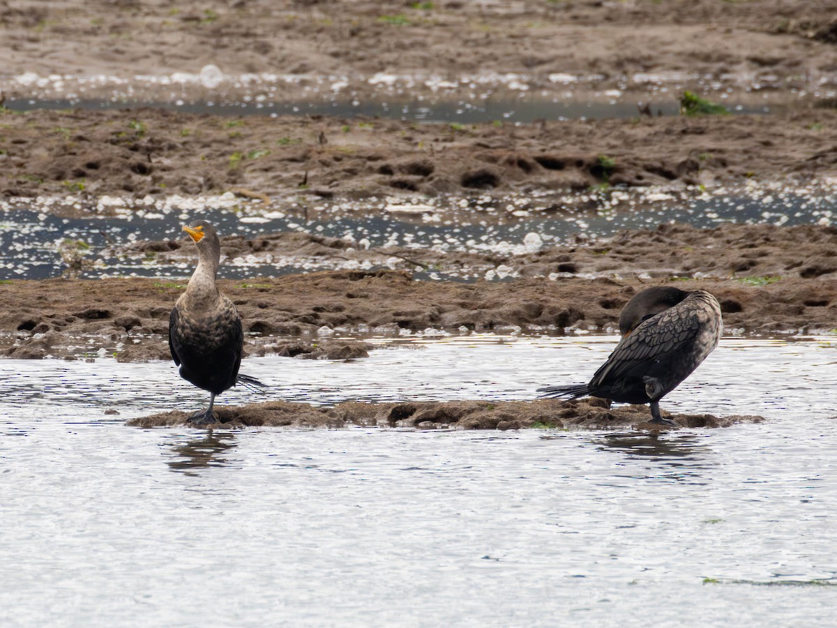 Double-crested Cormorant - ML643669650