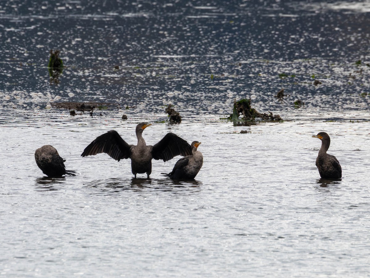 Double-crested Cormorant - ML643669651