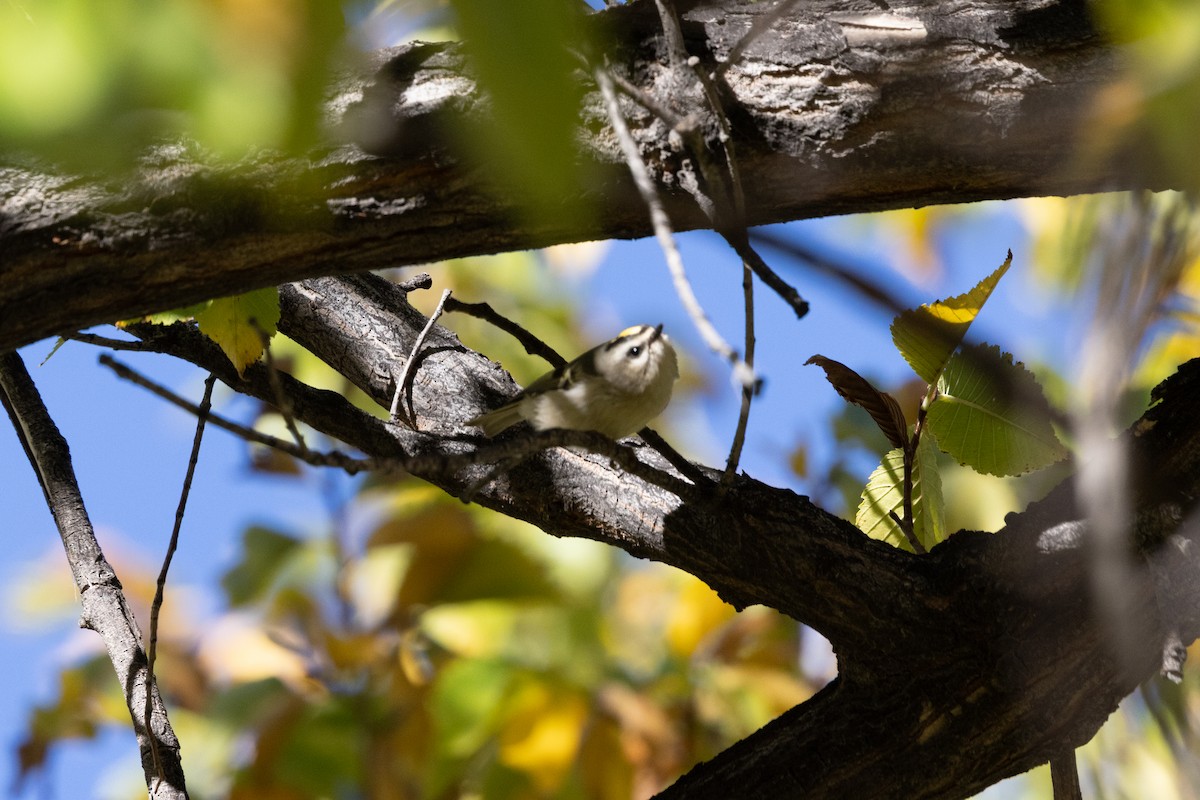 Golden-crowned Kinglet - ML643669656