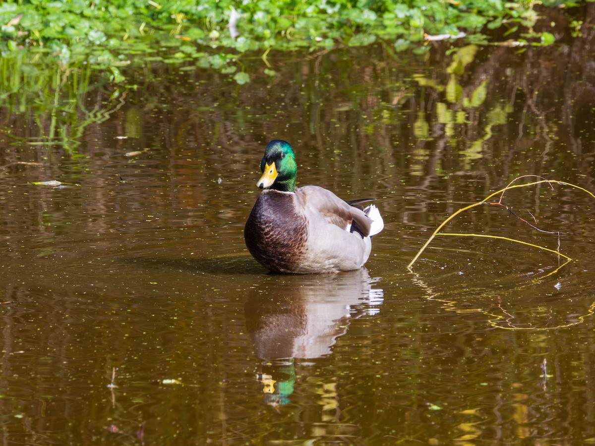 Mallard - ML643669657