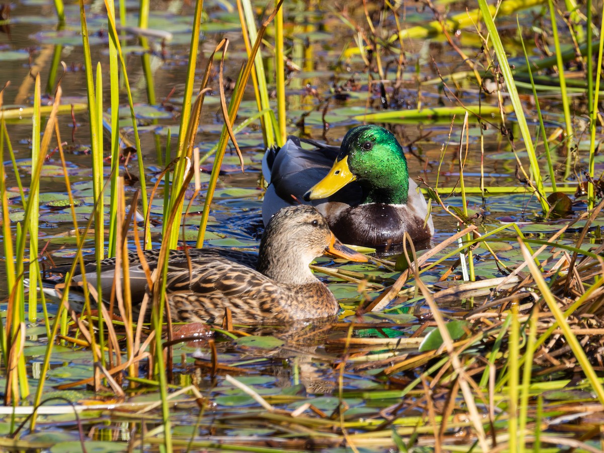 Mallard - ML643669658