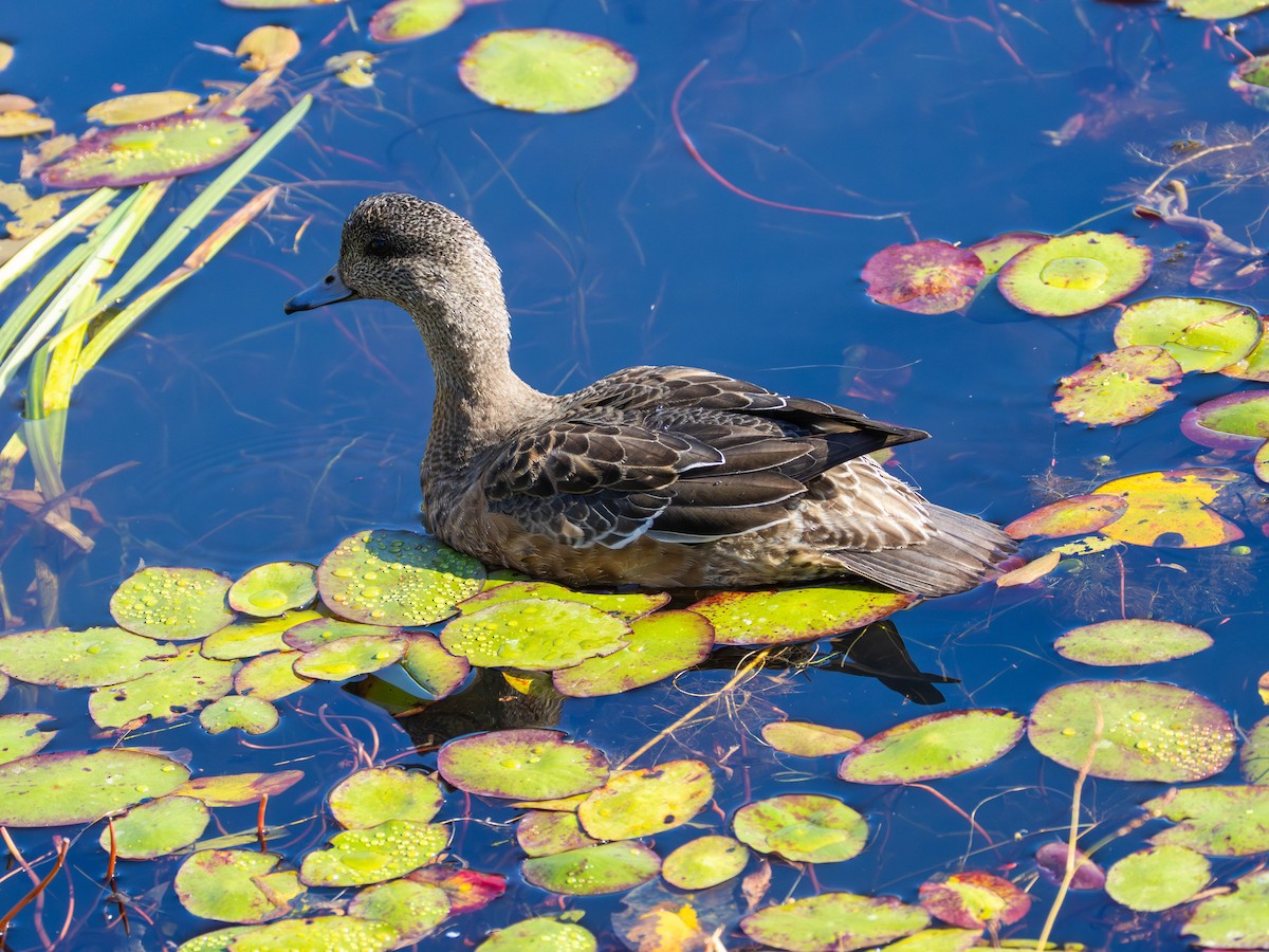 American Wigeon - ML643669659