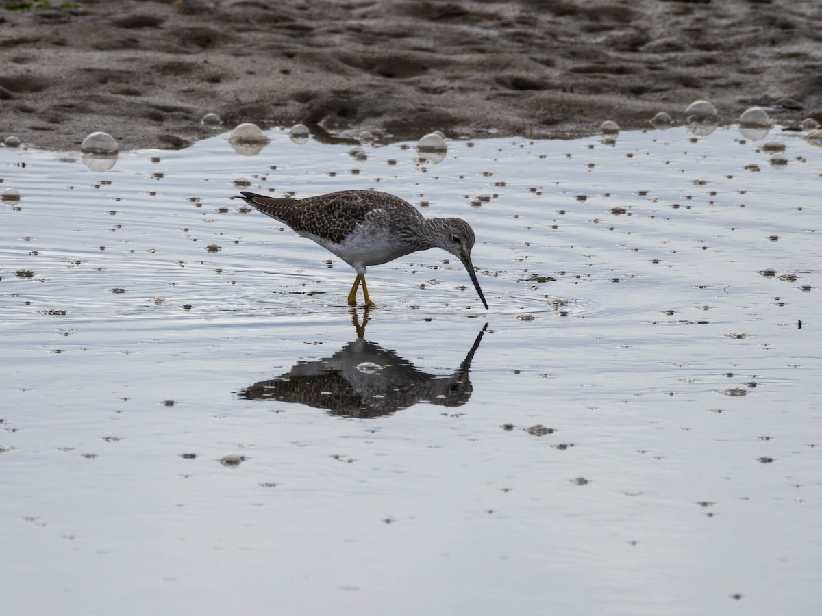 Greater Yellowlegs - ML643669661