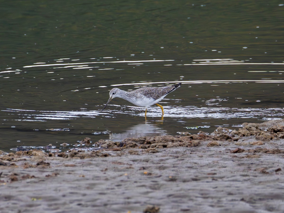 Greater Yellowlegs - ML643669662