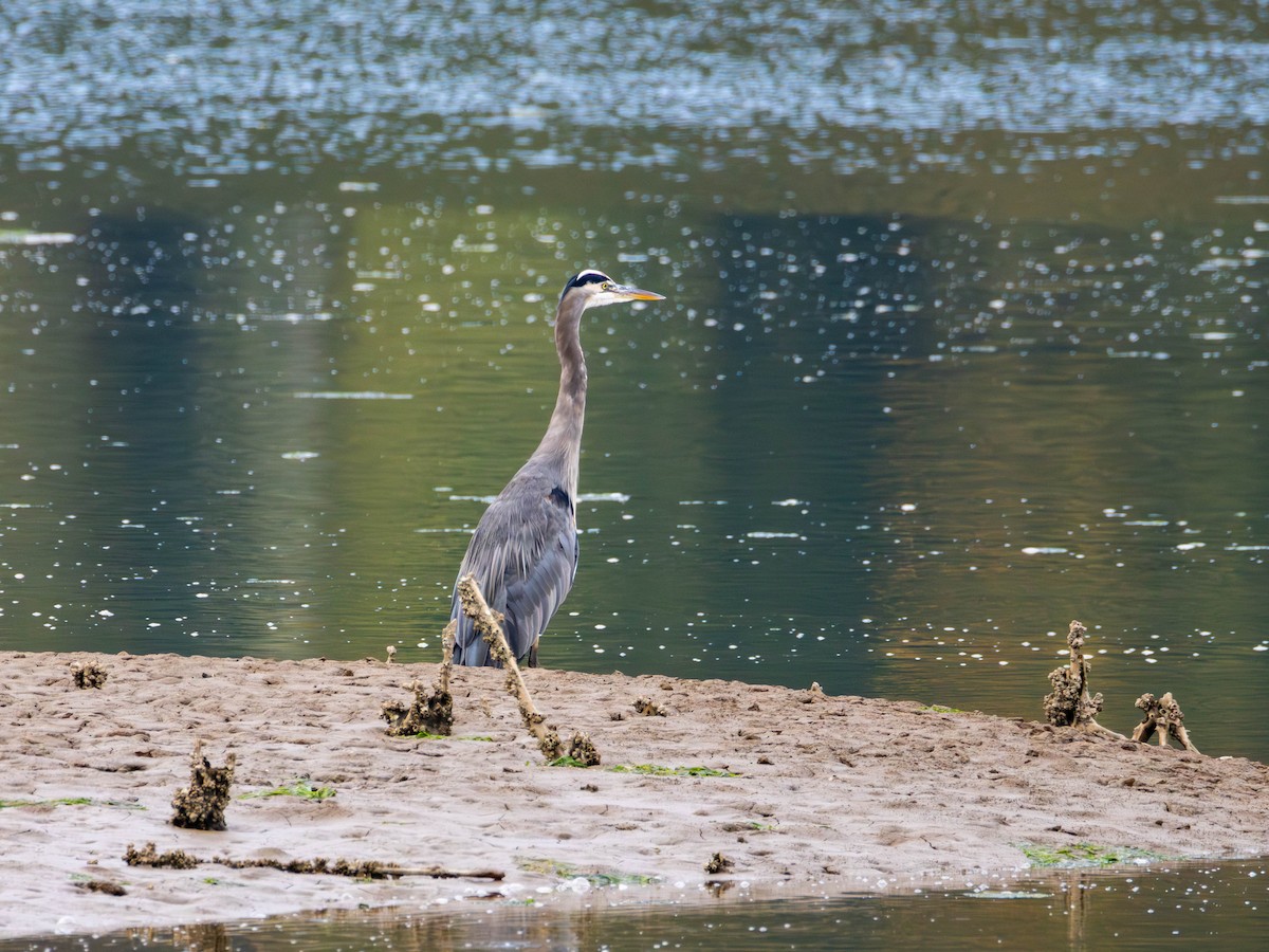 Great Blue Heron - ML643669668