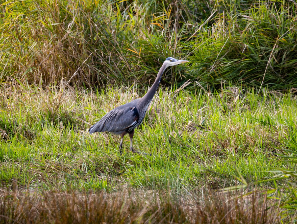 Great Blue Heron - ML643669669