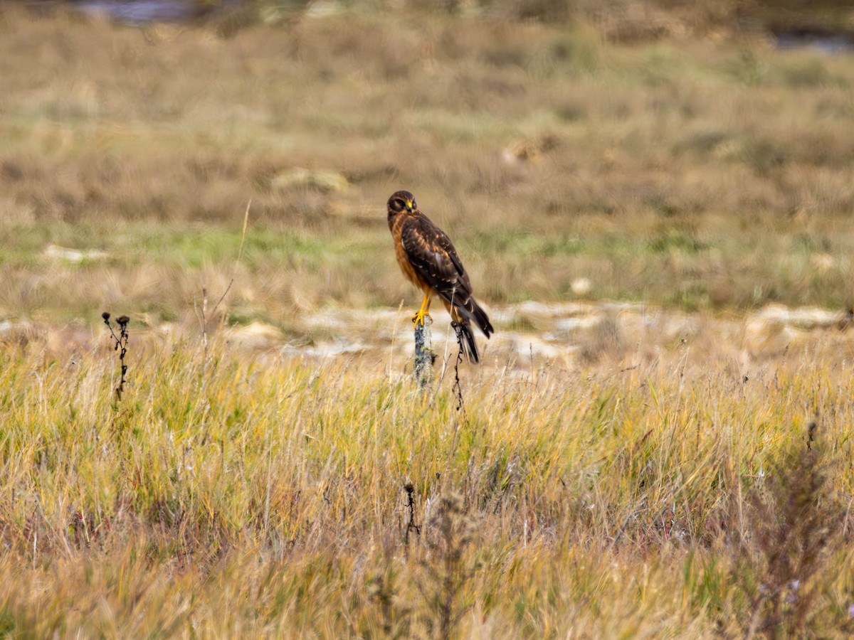 Northern Harrier - ML643669676