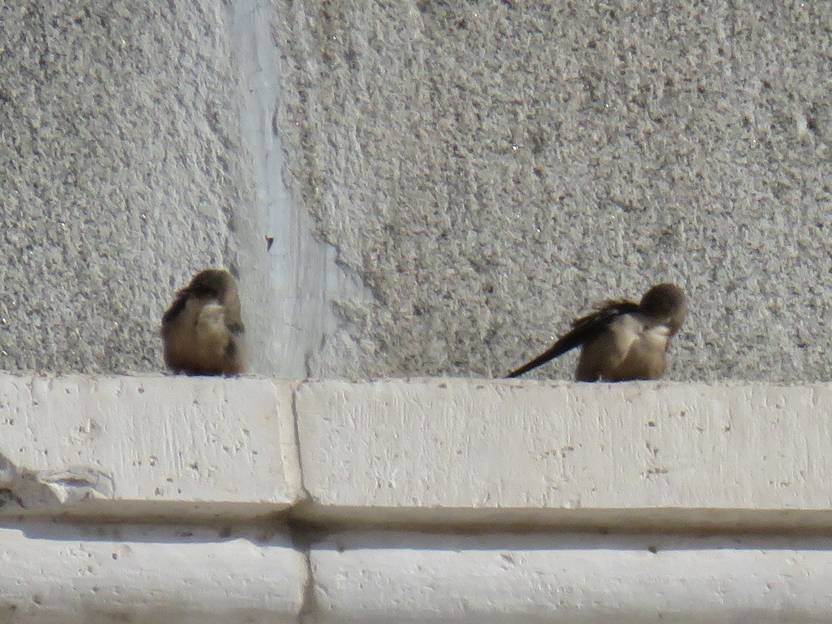 břehule skalní - ML643669679