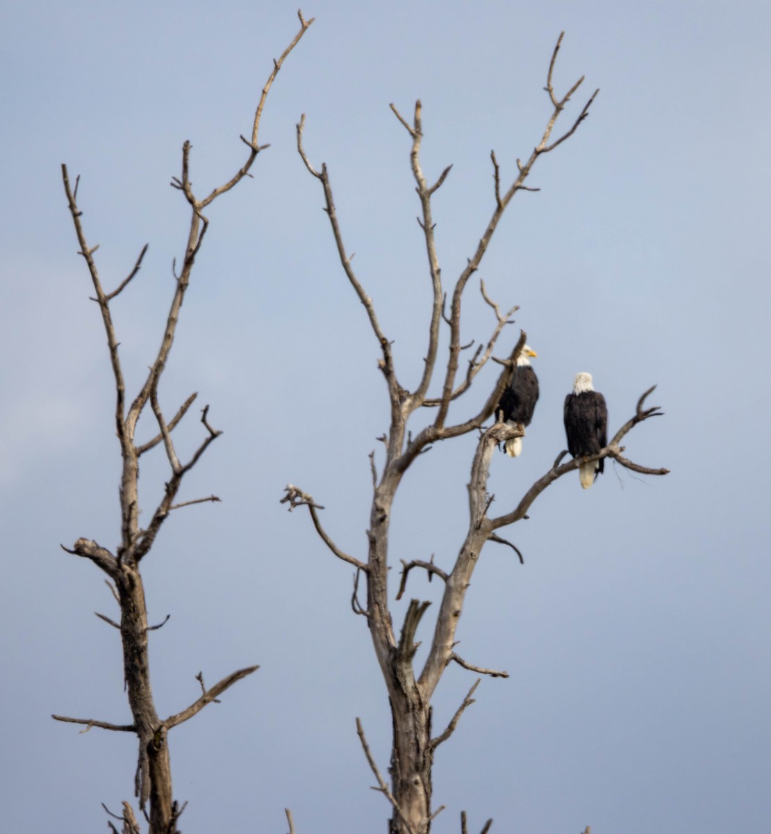 Bald Eagle - ML643669685